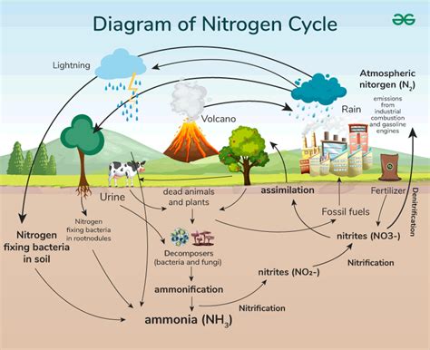 Nitrogen cycle .